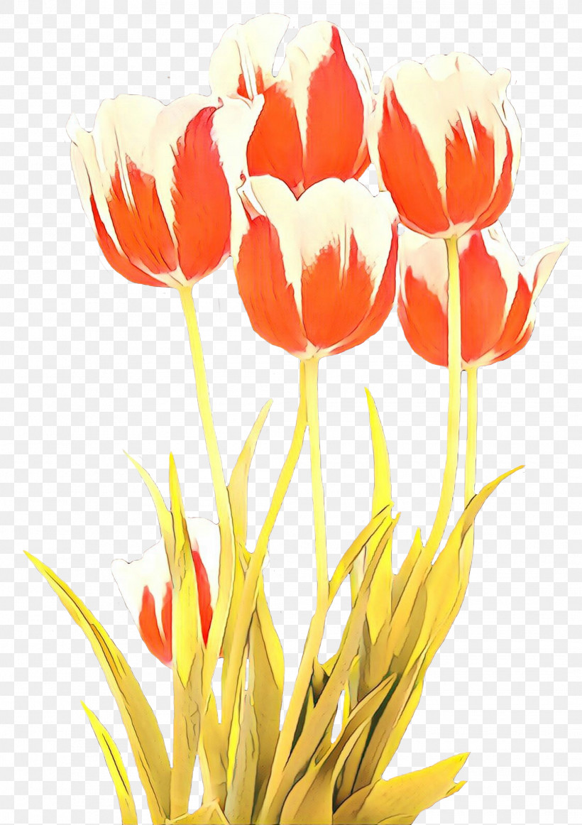 Flower Tulip Petal Plant Lady Tulip, PNG, 2115x2999px, Flower, Coquelicot, Cut Flowers, Lady Tulip, Petal Download Free