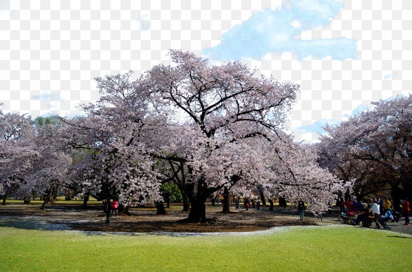National Cherry Blossom Festival Tokyo, PNG, 4928x3264px, Cherry Blossom, Blossom, Branch, Cherry, Flower Download Free
