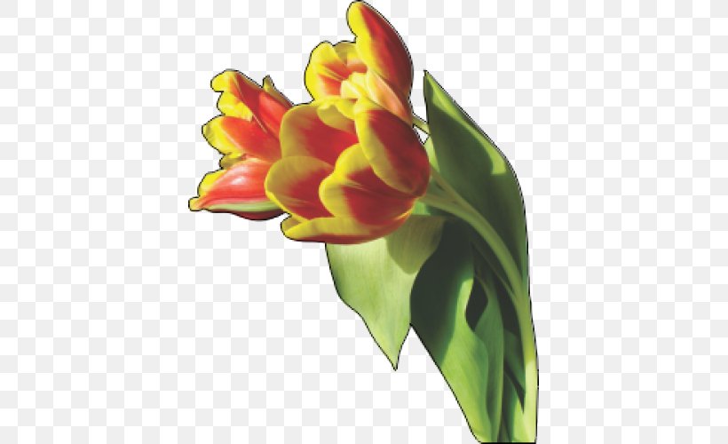 Tulip Flower Clip Art, PNG, 500x500px, Tulip, Bud, Canna Family, Canna Lily, Cut Flowers Download Free