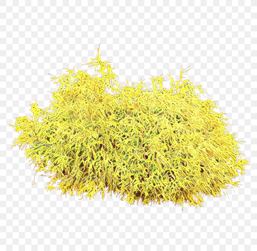 Yellow Plant Grass Flower Tree, PNG, 800x800px, Cartoon, Flower, Forsythia, Goldenrod, Grass Download Free