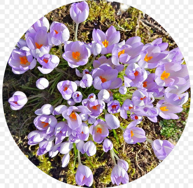 Crocus Violet Wildflower Violaceae, PNG, 800x800px, Crocus, Flower, Flowering Plant, Iris Family, Plant Download Free