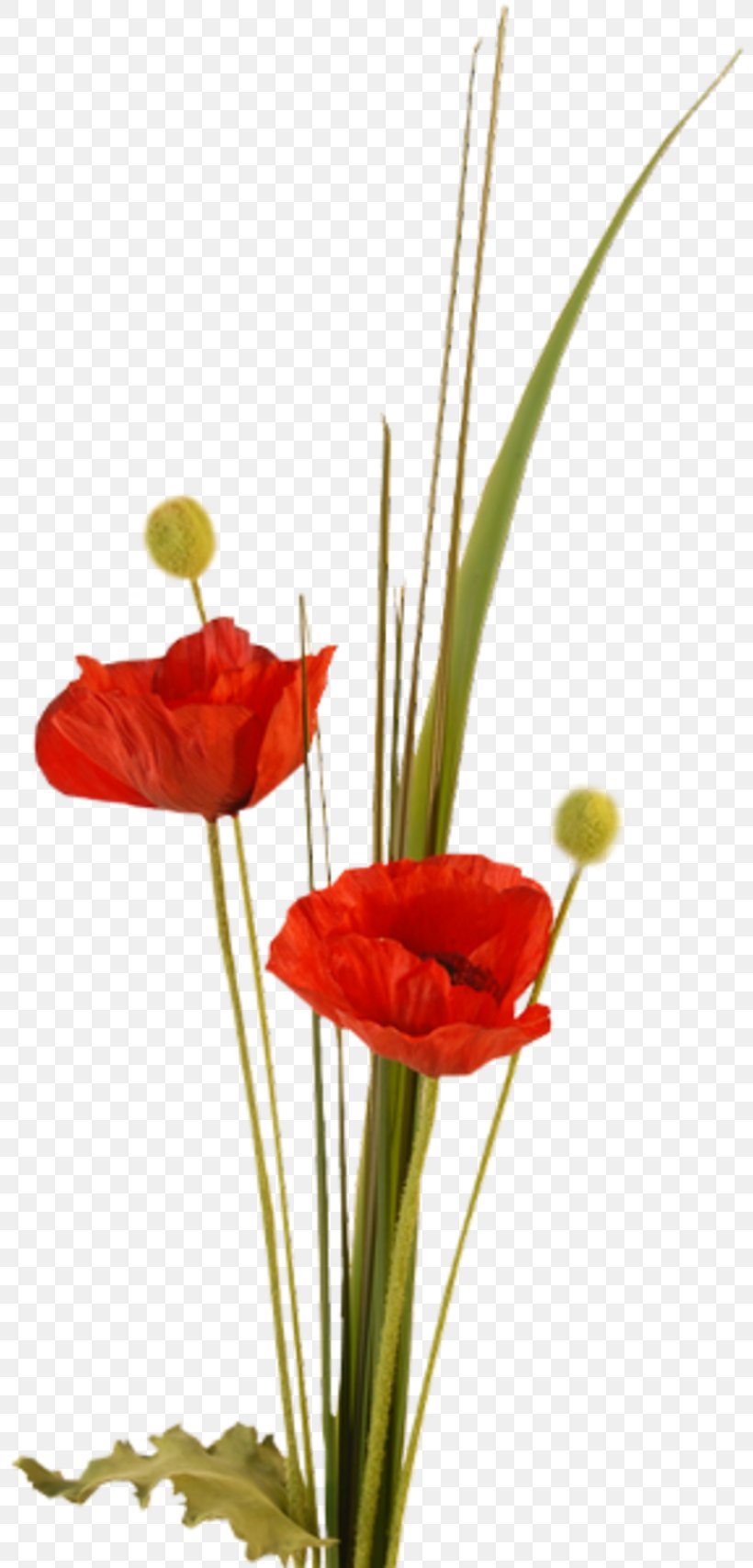 Flower Poppy Photography Clip Art, PNG, 800x1708px, Flower, Blume, Bud, Coquelicot, Cut Flowers Download Free