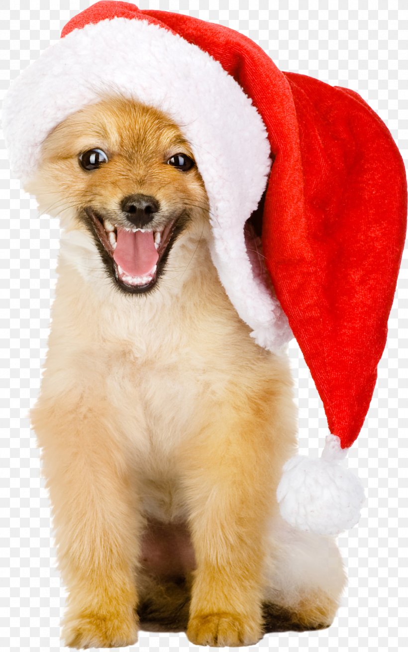 Golden Retriever Puppy Christmas Hat, PNG, 1208x1931px, Golden Retriever, Animal, Carnivoran, Christmas, Companion Dog Download Free