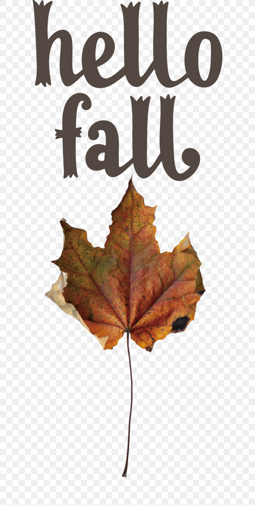 Hello Fall Fall Autumn, PNG, 1514x2999px, Hello Fall, Autumn, Autumn Wreath, Craft, Fall Download Free