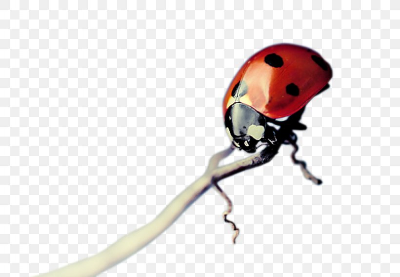 Ladybird Insect, PNG, 1024x710px, Ladybird, Animal, Arachnid, Arthropod, Beetle Download Free
