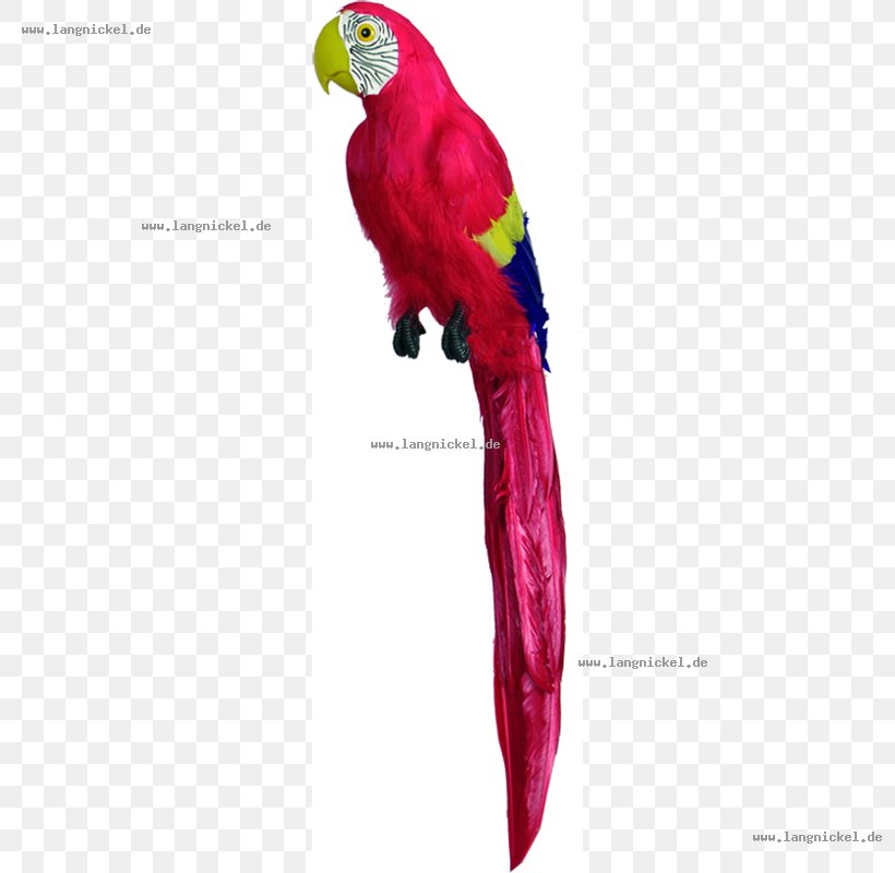 Macaw Loriini Parakeet Feather Beak, PNG, 800x800px, Macaw, Beak, Bird, Common Pet Parakeet, Fauna Download Free