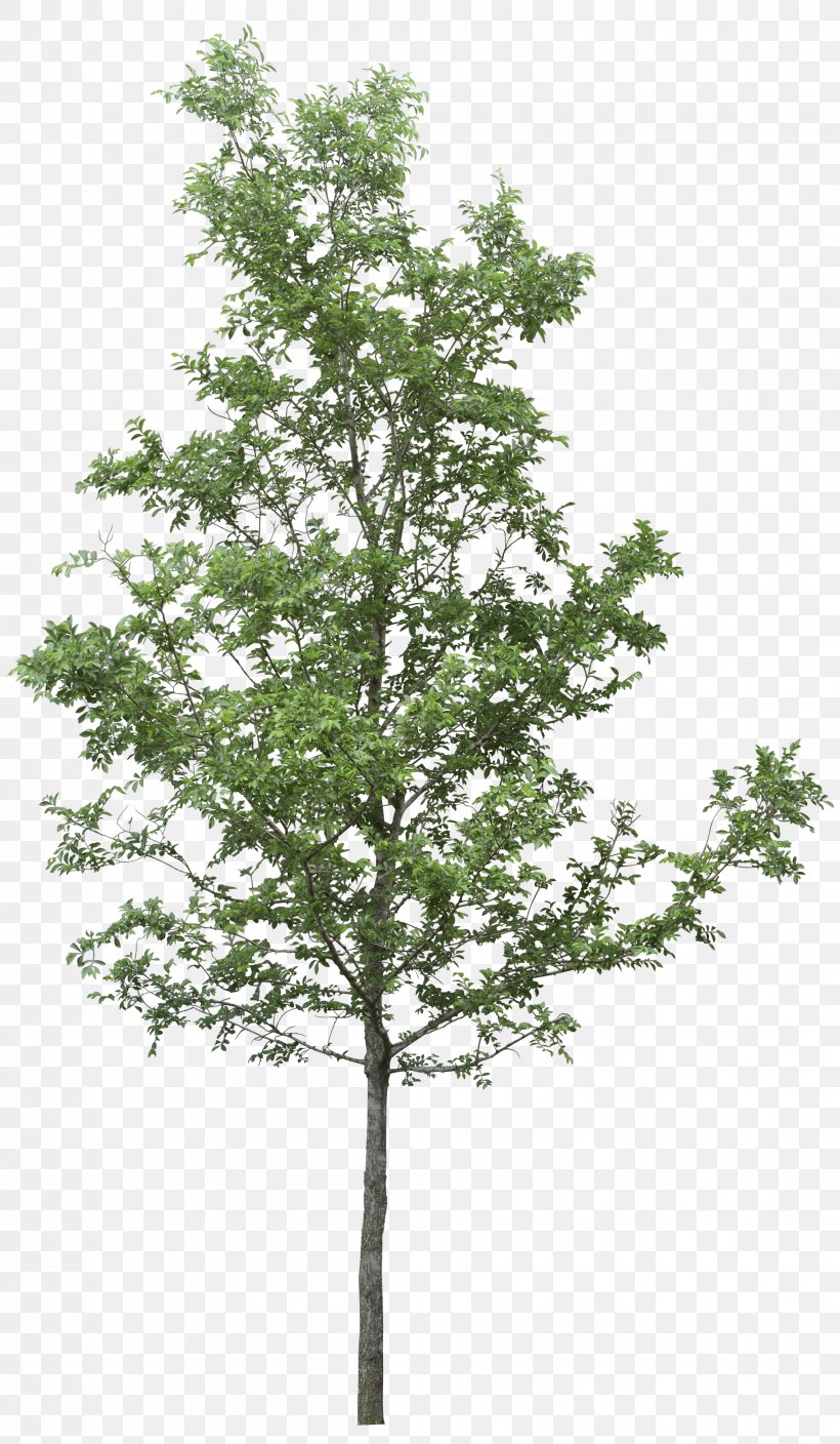Tree Clip Art, PNG, 2037x3500px, Tree, Branch, Evergreen, Image File Formats, Image Resolution Download Free