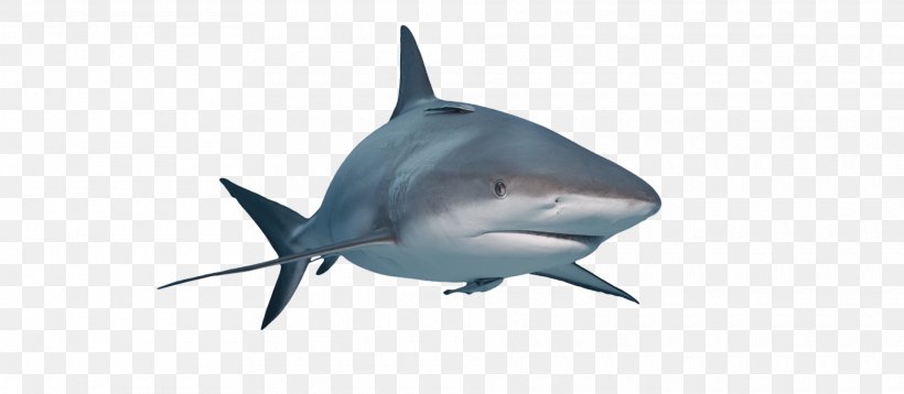 Great White Shark Requiem Sharks Lamniformes Nurse Shark Isurus Oxyrinchus, PNG, 1920x840px, Great White Shark, Blue Shark, Cartilaginous Fish, Drawing, Fauna Download Free