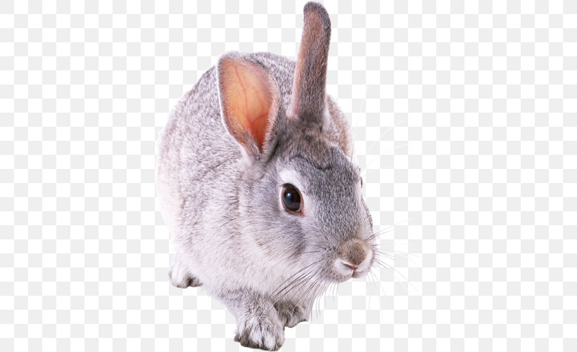 Holland Lop Rex Rabbit Tan Rabbit Domestic Rabbit Netherland Dwarf Rabbit, PNG, 379x500px, Holland Lop, Chinchilla, Domestic Rabbit, Fauna, French Lop Download Free