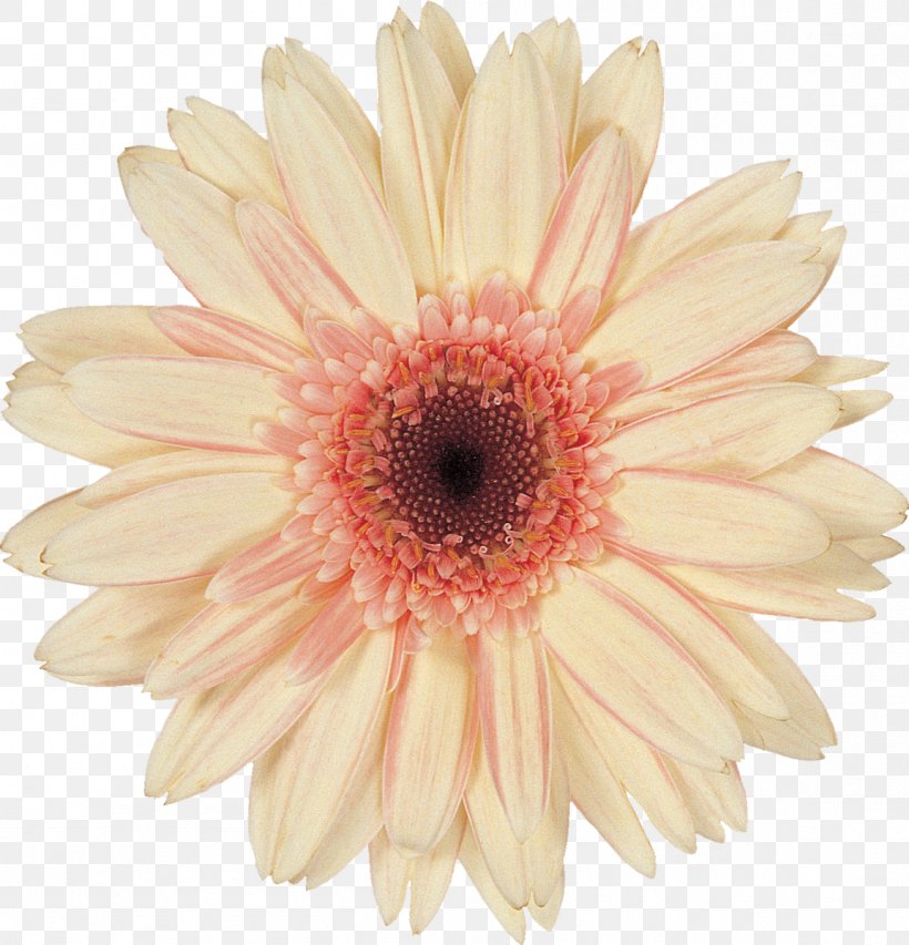 Transvaal Daisy Common Daisy Cut Flowers Clip Art, PNG, 1153x1200px, Transvaal Daisy, Chrysanthemum, Chrysanths, Common Daisy, Cut Flowers Download Free