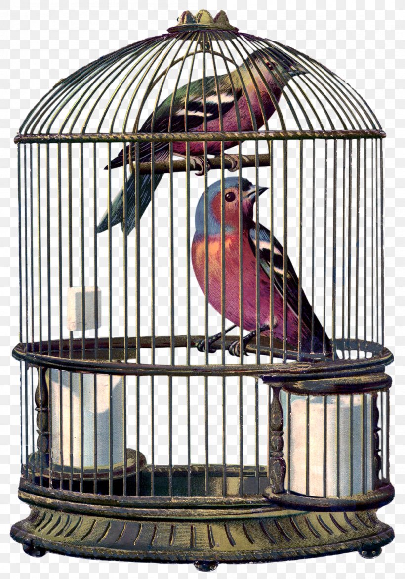 Birdcage Cockatiel Domestic Canary, PNG, 1049x1500px, Bird, Bird Egg, Bird Nest, Bird Vocalization, Birdcage Download Free