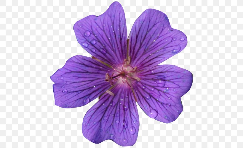 Flower Purple Clip Art, PNG, 501x501px, Flower, Art, Blog, Floristry, Flower Bouquet Download Free
