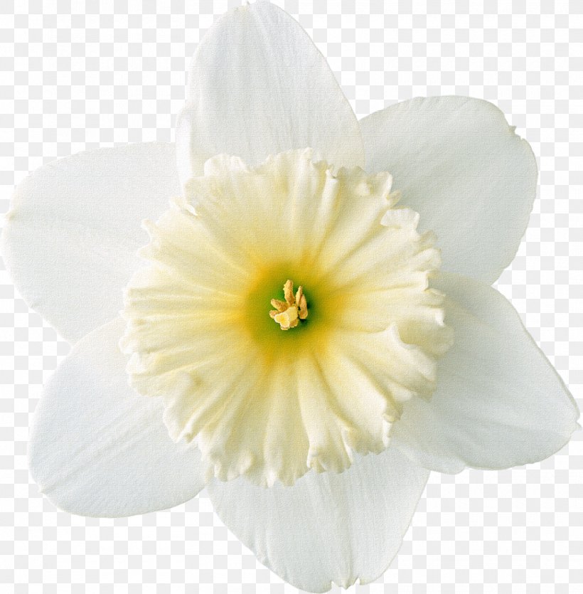 Daffodil Raster Graphics Clip Art, PNG, 1570x1600px, Daffodil, Amaryllis Family, Drawing, Flower, Flowering Plant Download Free
