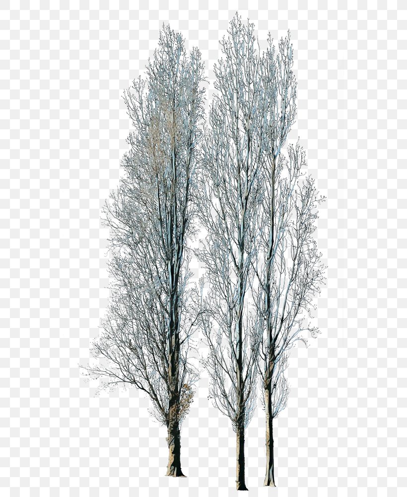 Family Tree Background, PNG, 566x1000px, Winter, American Larch, Birch, Birch Family, Branch Download Free