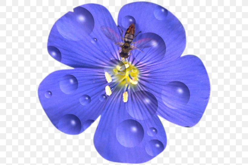 Flower Drawing Petal Blue Flax Tea Room, PNG, 580x545px, Flower, Blue, Cobalt Blue, Description, Drawing Download Free