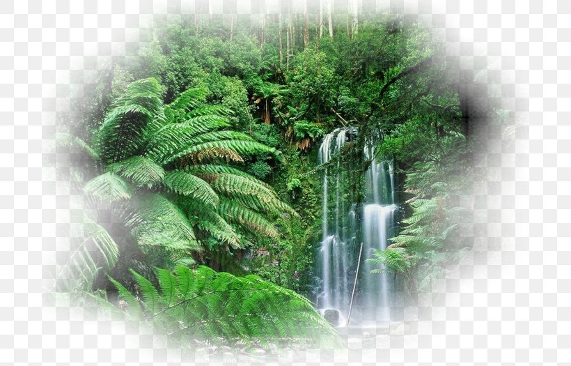 Tropical Forest Amazon Rainforest Tropical Rainforest Tropics, PNG, 700x525px, Tropical Forest, Amazon Rainforest, Biome, Ecosystem, Equator Download Free