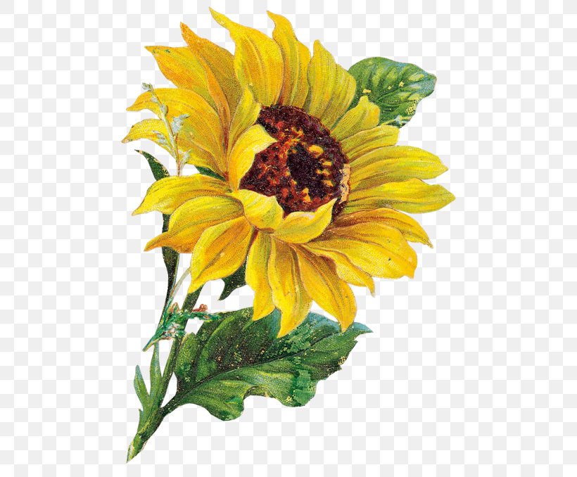 Common Sunflower Clip Art, PNG, 500x678px, Common Sunflower, Annual Plant, Cut Flowers, Daisy Family, Document Download Free