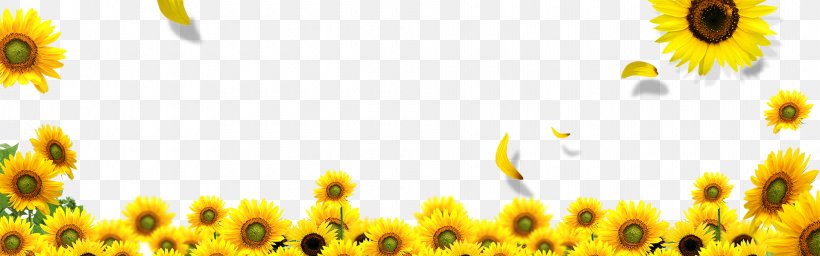 Common Sunflower Download Landscape, PNG, 1920x600px, Common Sunflower, Daisy Family, Flower, Flowering Plant, Honey Bee Download Free