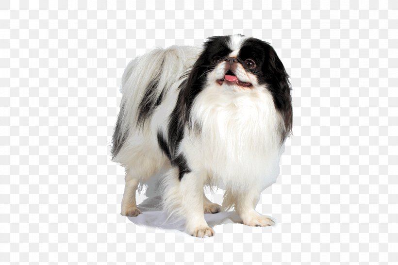 Dog Breed Japanese Chin Companion Dog Fur Snout, PNG, 1170x780px, Dog Breed, Boot, Breed, Carnivoran, Companion Dog Download Free