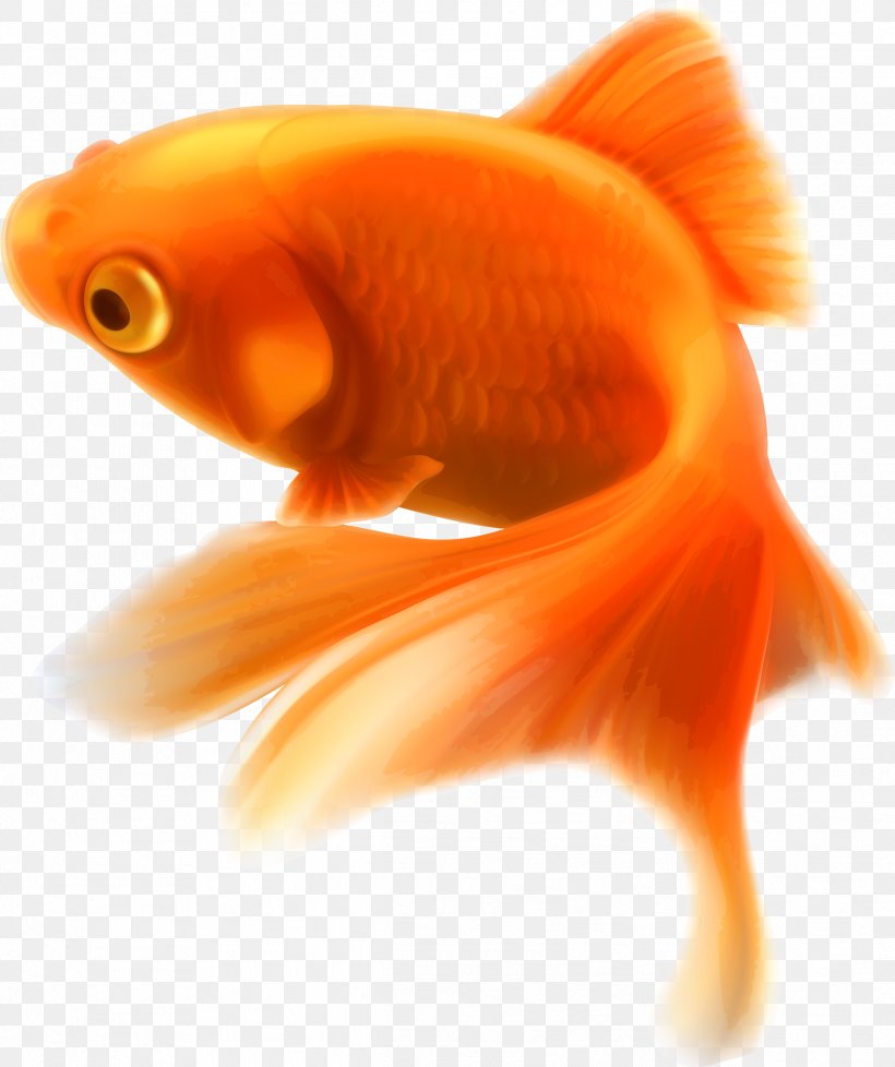 Goldfish Clip Art Image Vector Graphics, PNG, 2389x2852px, Goldfish, Aquarium, Bonyfish, Cyprinidae, Drawing Download Free