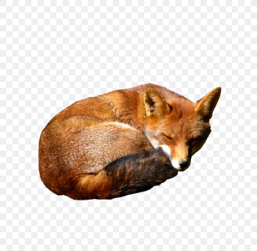 Red Fox Red Fox Kit Fox, PNG, 800x800px, Red Fox, Canidae, Carnivoran, Dhole, Display Resolution Download Free