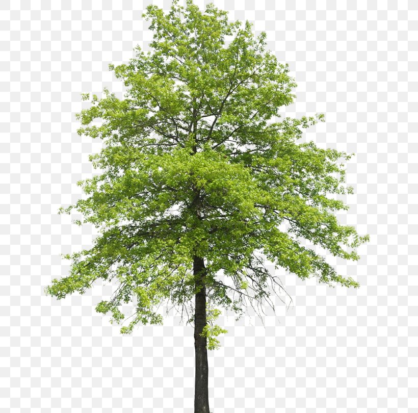 Tree Plant Shrub Nature Transpiration, PNG, 650x810px, Tree, Bark, Branch, Deciduous, Flora Download Free
