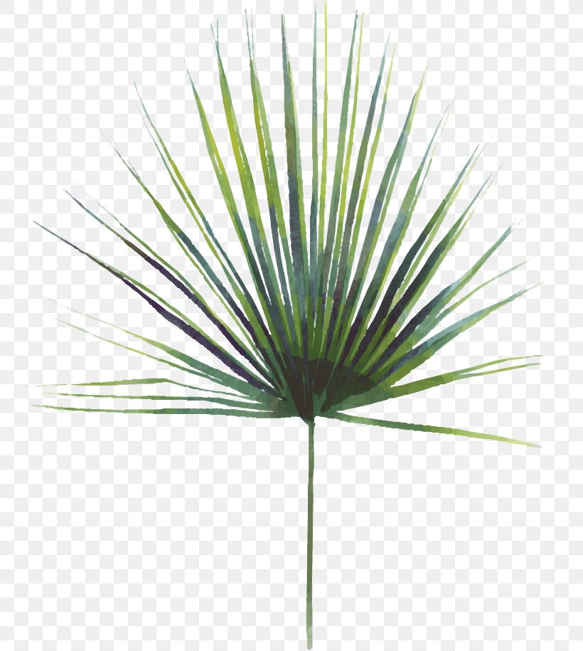 Asian Palmyra Palm Swiss Cheese Plant Leaf Saw Palmetto Extract, PNG, 758x915px, Asian Palmyra Palm, Arecales, Borassus, Borassus Flabellifer, Grass Download Free