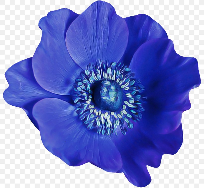 Blue Flower Petal Cobalt Blue Violet, PNG, 800x758px, Blue, Anemone, Cobalt Blue, Flower, Flowering Plant Download Free