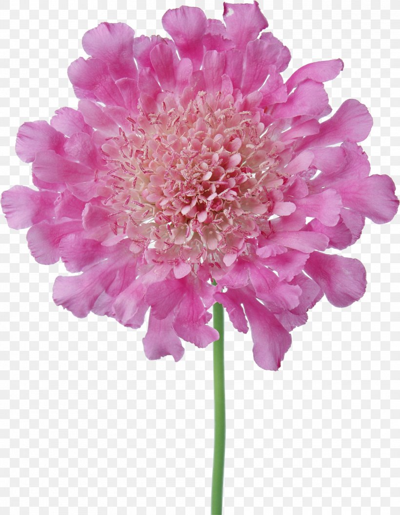 Border Flowers Pink Petal Clip Art, PNG, 2024x2610px, Flower, Annual Plant, Aster, Border Flowers, Chrysanthemum Download Free