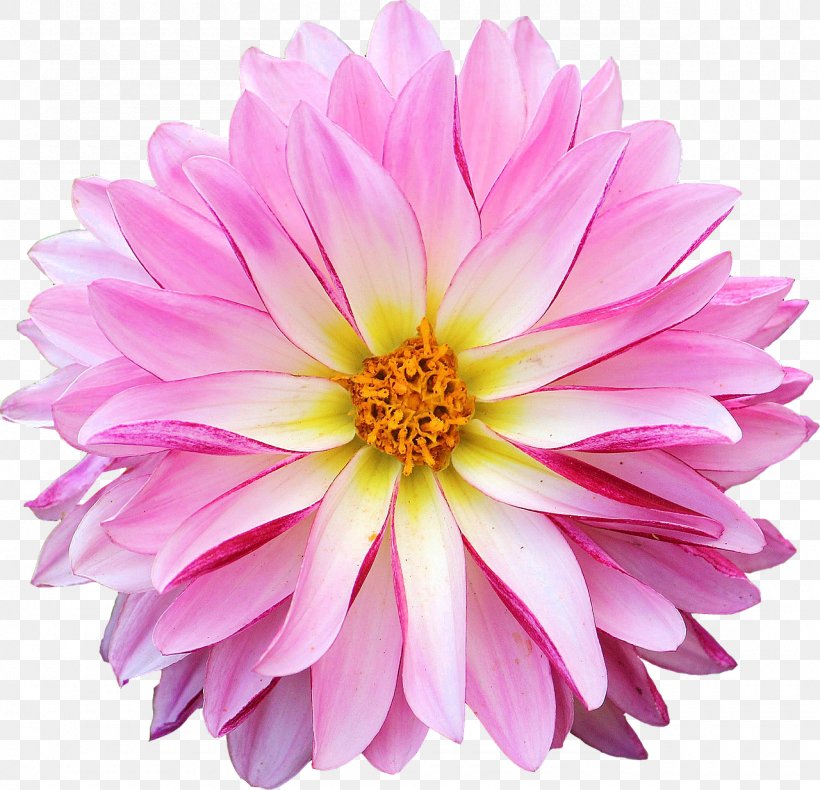 Dahlia Flower Clip Art, PNG, 1280x1234px, Dahlia, Annual Plant, Aster, Chrysanths, Cut Flowers Download Free