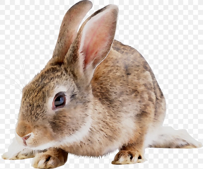 Domestic Rabbit Hare Fur Fauna, PNG, 2350x1955px, Domestic Rabbit, Beige, Ear, Fauna, Fur Download Free
