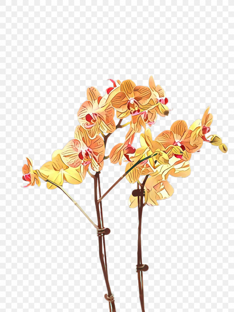 Flower Plant Moth Orchid Cut Flowers Branch, PNG, 1732x2307px, Flower, Branch, Cut Flowers, Moth Orchid, Orchid Download Free