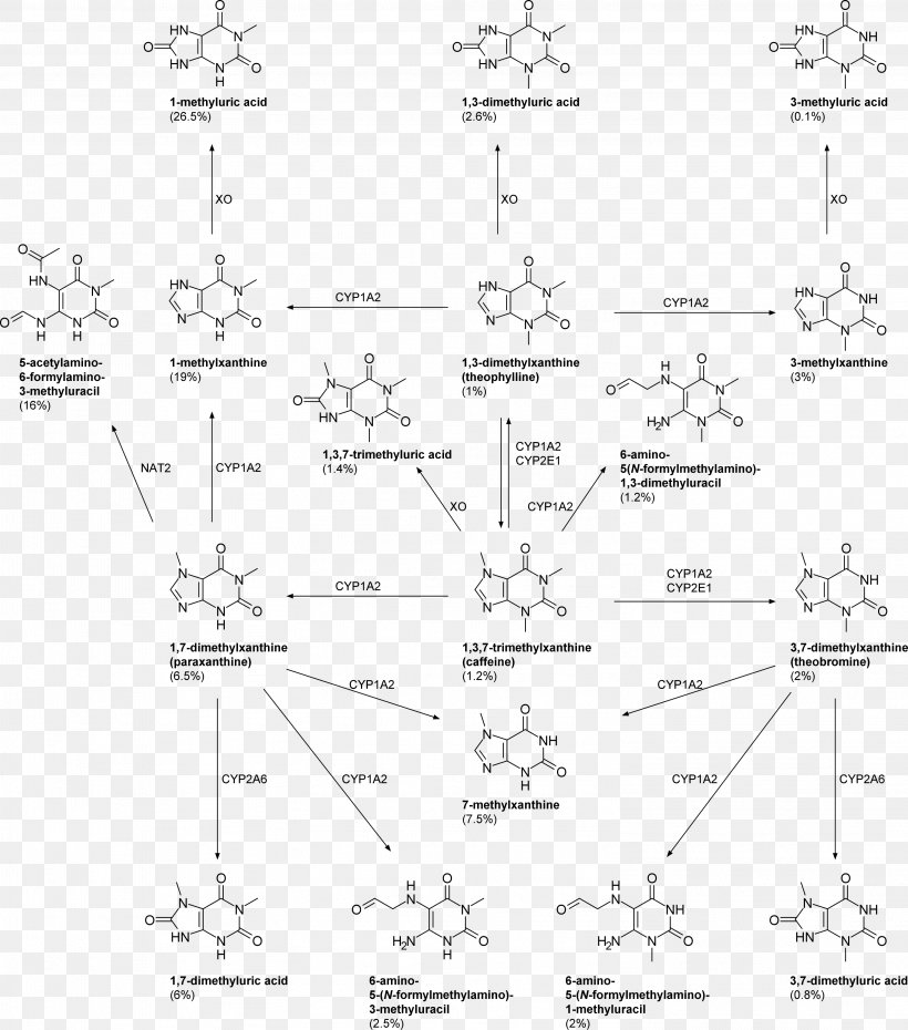 Paraxanthine Caffeine Metabolite Theobromine 1,3,7-Trimethyluric Acid, PNG, 3006x3412px, Paraxanthine, Anhydrous, Animal, Area, Artwork Download Free