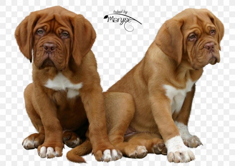 Tosa Dogue De Bordeaux Fila Brasileiro Old English Bulldog English Mastiff, PNG, 972x686px, Tosa, Animal, Bulldog, Carnivoran, Companion Dog Download Free