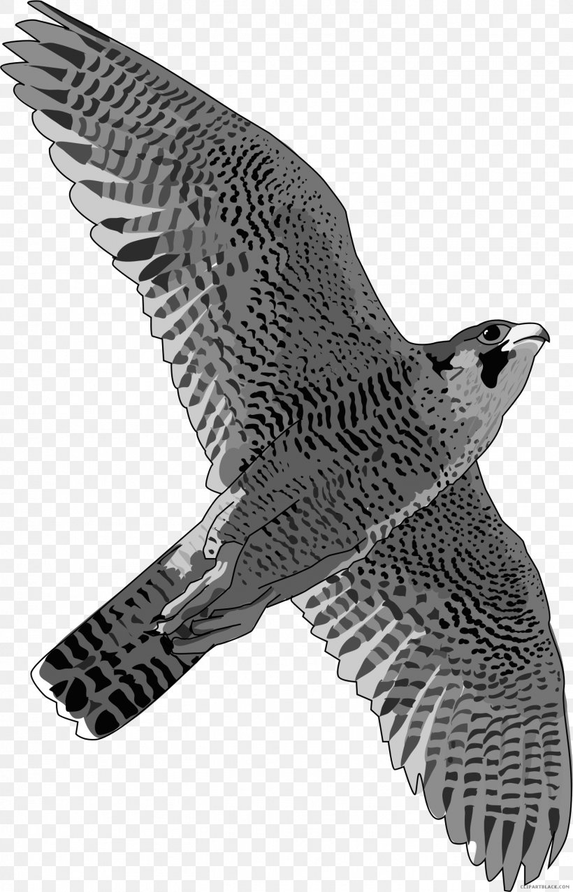 Bird Peregrine Falcon Hawk T-shirt, PNG, 1456x2268px, Watercolor, Cartoon, Flower, Frame, Heart Download Free