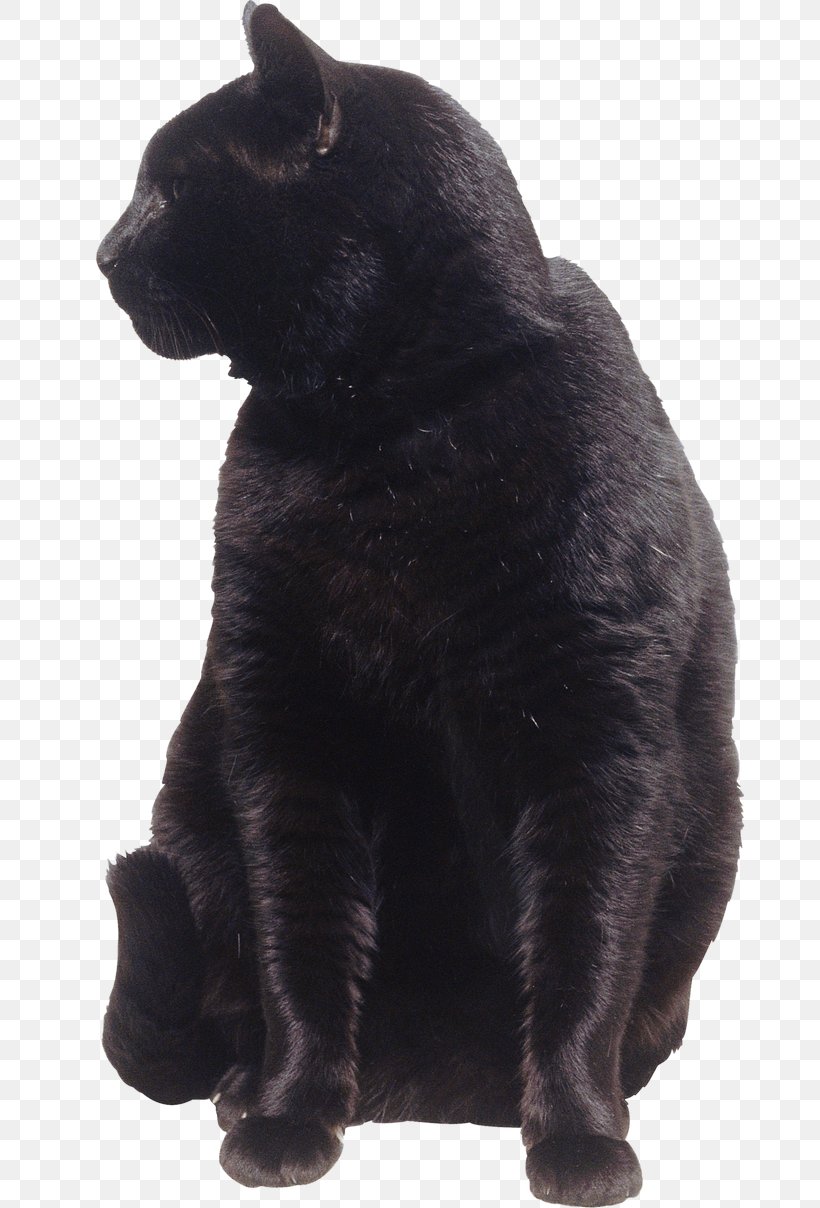 Cat Whiskers Mammal Dog Carnivora, PNG, 670x1208px, Cat, Animal, Black, Black Cat, Black M Download Free