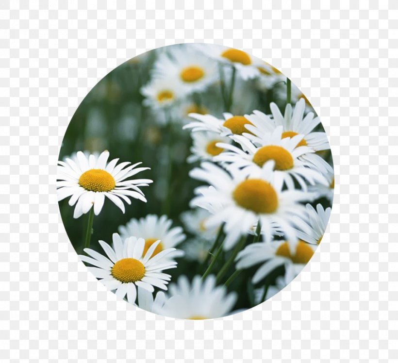 Common Daisy Birth Flower Daisy Family Floral Design, PNG, 901x822px, Common Daisy, Birth, Birth Flower, Computer, Daisy Download Free