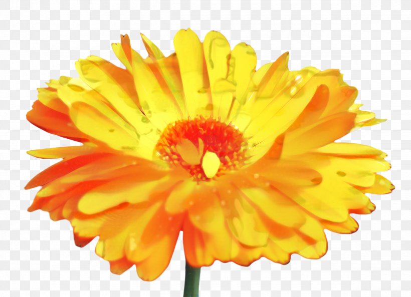 Floral Flower Background, PNG, 2350x1700px, Marigold, Annual Plant, Artificial Flower, Barberton Daisy, Bloom Download Free