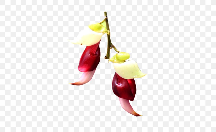Flower Petal Red, PNG, 531x500px, Flower, Food, Fruit, Material, Matter Download Free