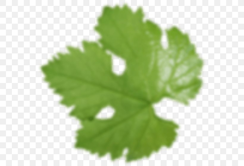 Green Leaf Background, PNG, 572x560px, Vineyard, Black Maple, Common Grape Vine, Drawing, Flower Download Free