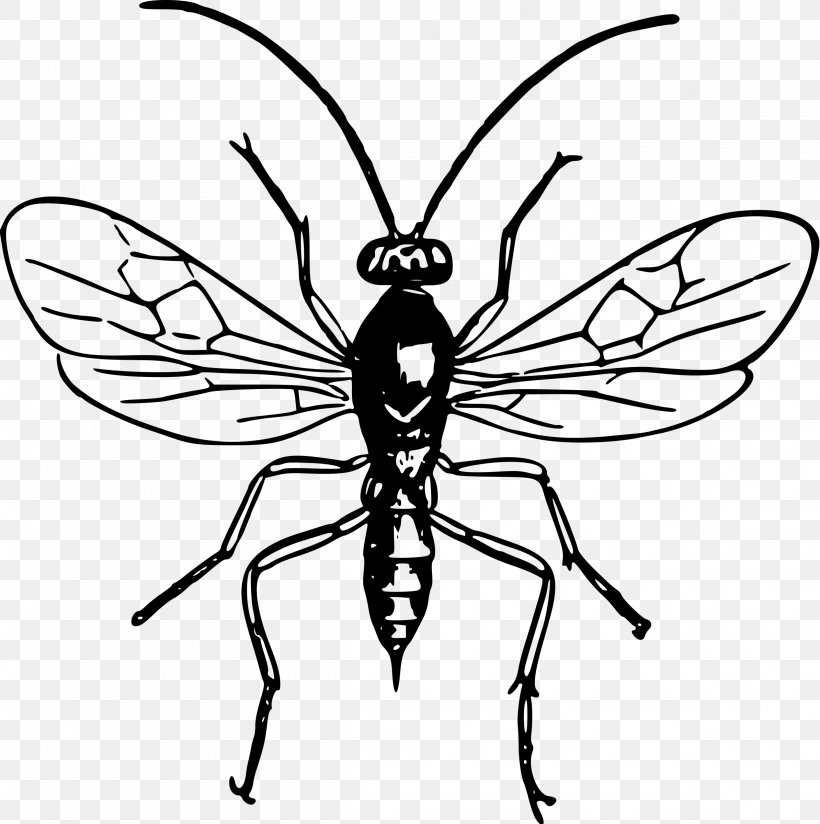 Insect Bee Wasp Drawing Clip Art, PNG, 2388x2400px, Insect, Animal, Arthropod, Artwork, Bee Download Free