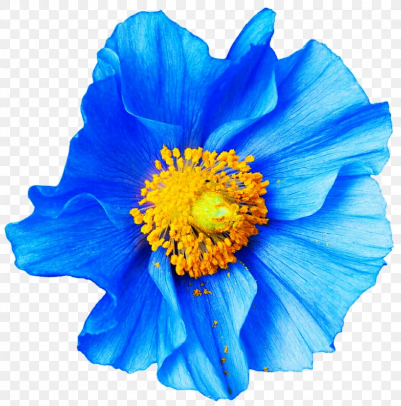 Poppy Flower Blue Papaver Nudicaule Petal, PNG, 887x900px, Poppy, Anemone, Annual Plant, Blue, Cut Flowers Download Free
