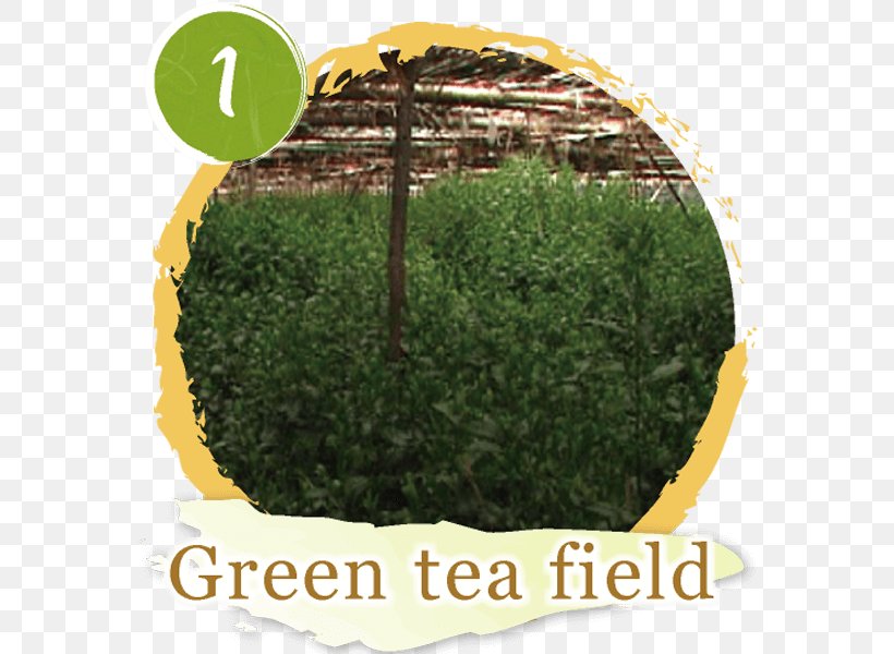 Tea Room こばやし茶店 小林松涛園本店 Matcha, PNG, 600x600px, Tea, Aonori, Grass, Gyokuro, Herb Download Free