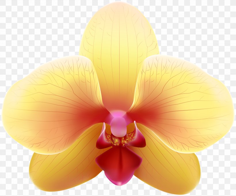 Yellow Orchids Clip Art, PNG, 6000x4997px, Yellow, Art, Blue, Close Up, Copyright Download Free
