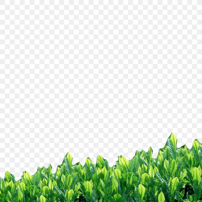Yongkang, Zhejiang Green Tea U65b9u5ca9u98a8u666fu540du52ddu5340, PNG, 1890x1890px, Yongkang Zhejiang, Camellia Sinensis, Grass, Gratis, Green Download Free
