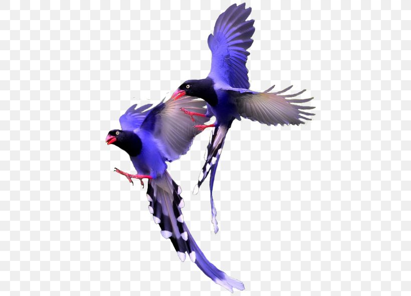 Bird Color Beak, PNG, 600x590px, Bird, Beak, Black, Blue, Color Download Free