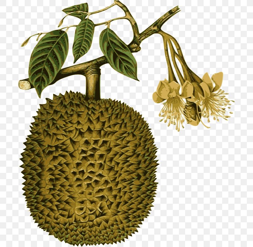 Durio Zibethinus Thai Cuisine Durio Kutejensis Fruit Southeast Asia, PNG, 702x800px, Durio Zibethinus, Artocarpus, Artocarpus Odoratissimus, Botanical Illustration, Breadfruit Download Free