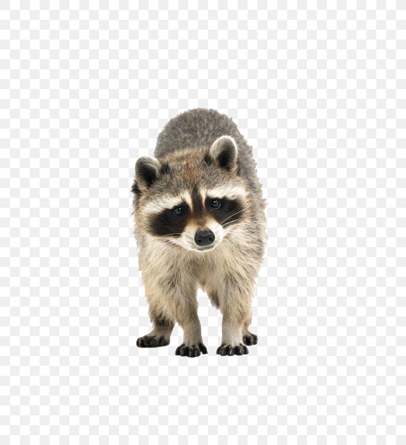 Raccoon Cuteness Icon, PNG, 600x900px, Raccoon, Animal, Animation, Carnivoran, Channel Download Free
