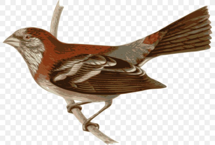 Bird Three-banded Rosefinch Clip Art, PNG, 800x556px, Bird, Beak, Cockatoo, Common Rosefinch, Drawing Download Free