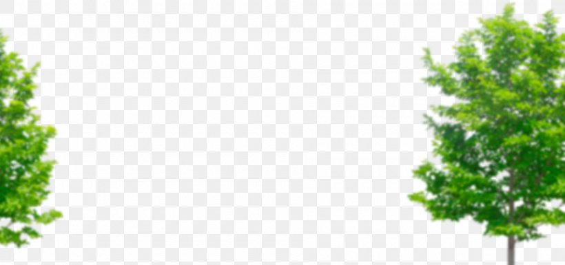 Shrub Leaf Evergreen Plant Stem Vegetation, PNG, 1900x893px, Shrub, Array Data Structure, Banco Bilbao Vizcaya Argentaria, Branch, Email Download Free